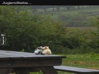 Ktzchen-Romantik auf einem Picknicktisch