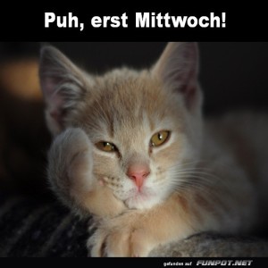 Katerstimmung-Mitte-der-Woche!.jpg von Nele68