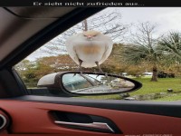 Vogel will Mitfahrgelegenheit erzwingen!