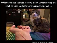 Vorsicht, Katze mit teuflischem Plan!