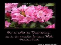 Rhododendron-DSC08630