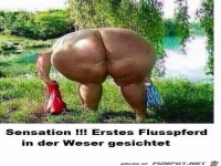 erstes Flusspferd an der Weser gesichtet