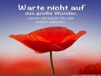 Warte nicht auf ein Wunder