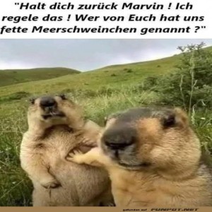 fun-Bild: Fette Meerschweinchen