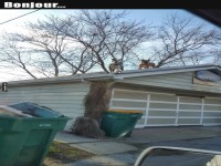 Hunde gren von der Garage