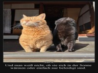 Sonnenbaden oder beleidigt?