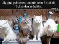 Flauschige K�chenassistenten am Werk
