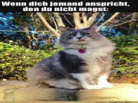 Katzenblick der Ablehnung