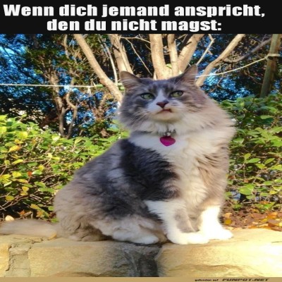 Katzenblick-der-Ablehnung.jpg von Gregor