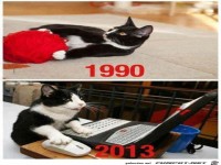 katzen--1990-vs-2013