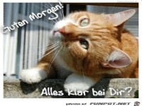 Guten Morgen Katze