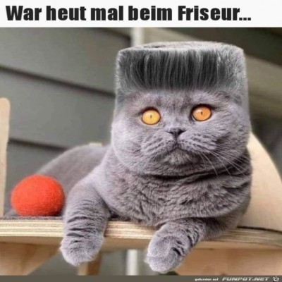 schicke-Frisur.jpg von Harald48