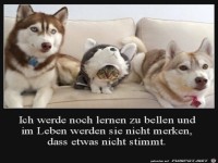 Katze im Hunde-Kost�m