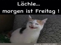 Wenn Katzen den Freitag feiern