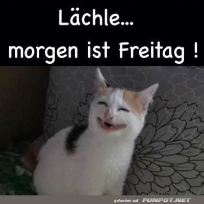 Wenn-Katzen-den-Freitag-feiern.jpg von Tarik1967