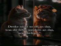 Katzenweisheit: Spiegelblick der L�wenklasse