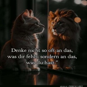 herz-Bild: Katzenweisheit: Spiegelblick der L&ouml;wenklasse