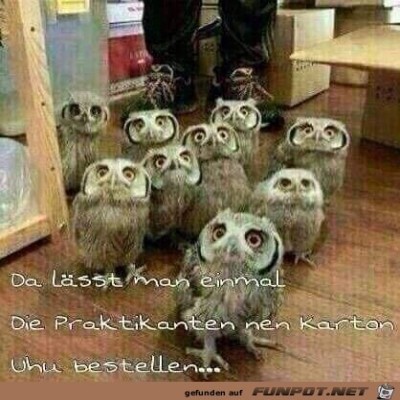 Uhu.jpg von Chai