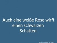 auch-eine-weisse-rose-
