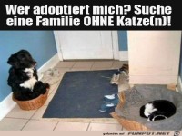 Suche Familie ohne Katze