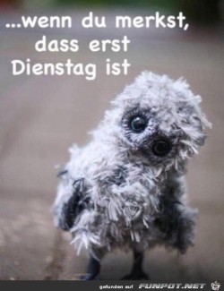 Erst-Dienstag.jpg auf www.funpot.net