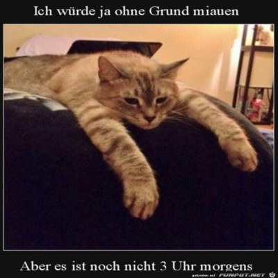 Lohnt-sich-noch-nicht-zu-miauen.jpg von Hannah