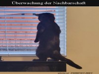 Die Nachbarn �berwachen