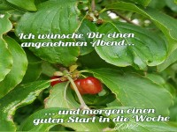 Kornelkirsche, Sonntag Abend 20240721