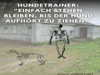 Hundetraining mit Geduld