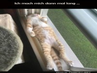 Entspannte Katze im Fenster
