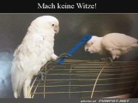 Papagei mit Schraubenschl�ssel