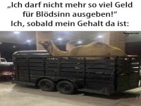 Lustiges Kamel in Anhnger-Meme