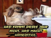 Hasi macht Homeoffice