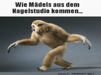 Affe mit Manikre-Walk