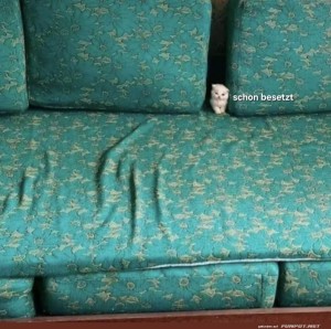 Katzentarnung-auf-dem-Sofa!.jpg auf www.funpot.net