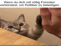 Katzenallianz gegen Politiker