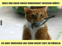 Katzenwissen: Nicht jeder Vogel ist ein Freund!