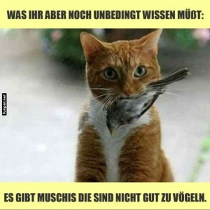 Katzenwissen:-Nicht-jeder-Vogel-ist-ein-Freund!.jpg von Leona