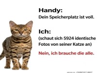 Katze vs. Handy: Der Speicher-Showdown