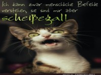 Katze mit humorvoller Einstellung