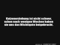 Lustige Weisheit �ber Katzen