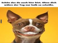 Lustiger Hund mit breitem Lcheln