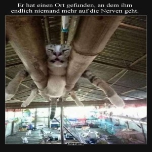 Katzentarnung-2.0:-Unsichtbar-im-Tagesgeschft.jpg von Annika-71