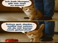 Der schlaue Plan der Schnurrhaarkommandantin