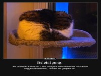 Katze ist beleidigt