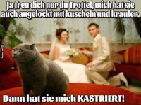 Katzenhumor bei der Hochzeit