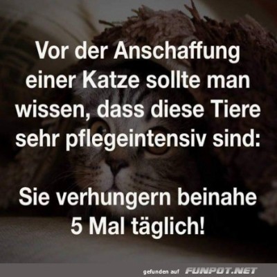 Katzen.jpg von Gregor