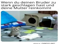 Katze guckt schuldig