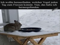 Der geheimnisvolle Vogelfuttertester