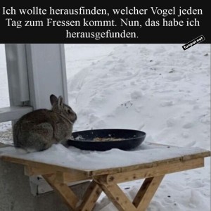 fun-Bild: Der geheimnisvolle Vogelfuttertester